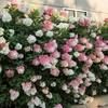 love2gardn